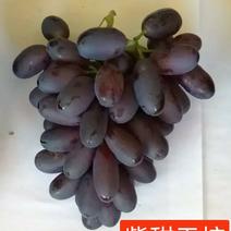 紫甜无核葡萄苗（A17），自然大粒无核糖度高，可切片制干