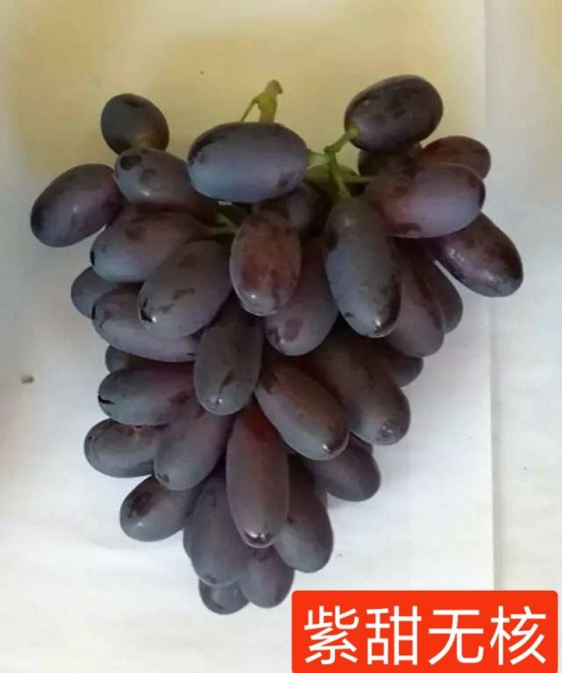 紫甜无核葡萄苗（A17），自然大粒无核糖度高，可切片制干