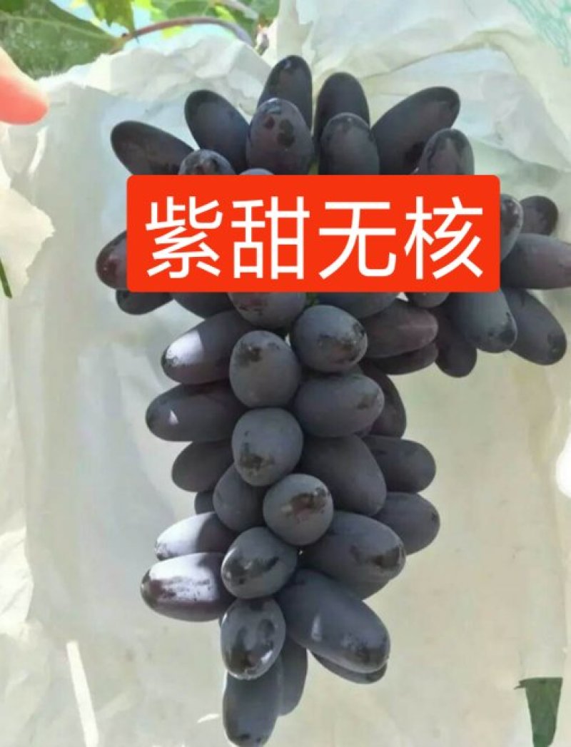 紫甜无核葡萄苗（A17），自然大粒无核糖度高，可切片制干