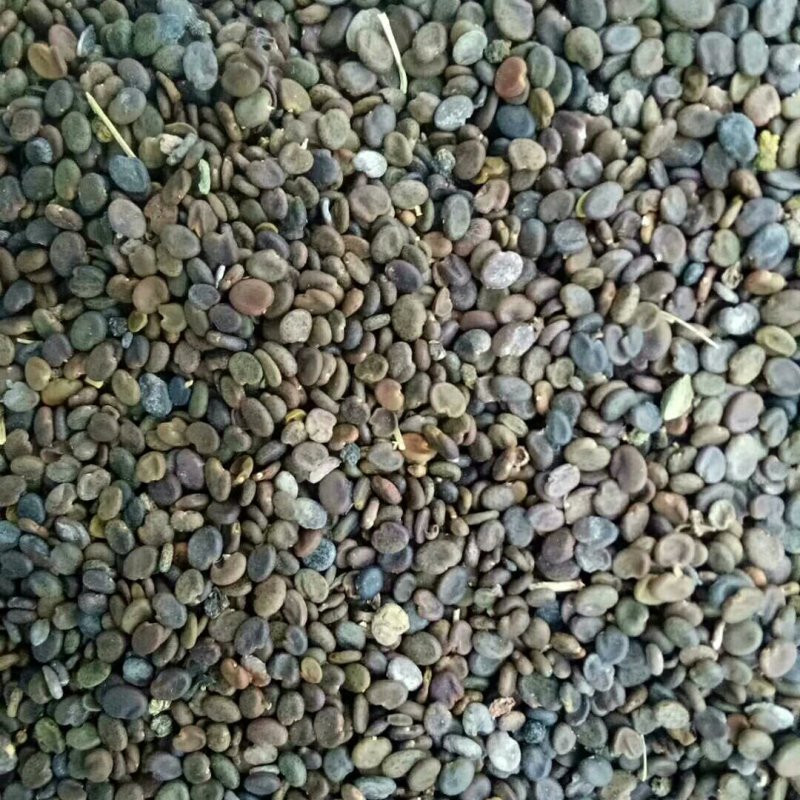 甘肃产地纯新棉黄芪种子出苗率98%以上