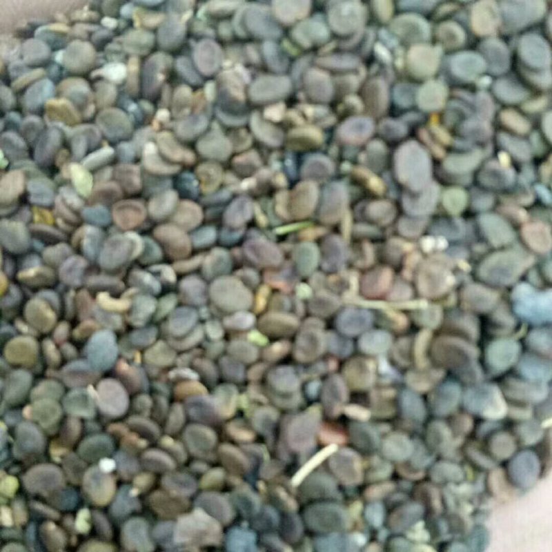 甘肃产地纯新棉黄芪种子出苗率98%以上