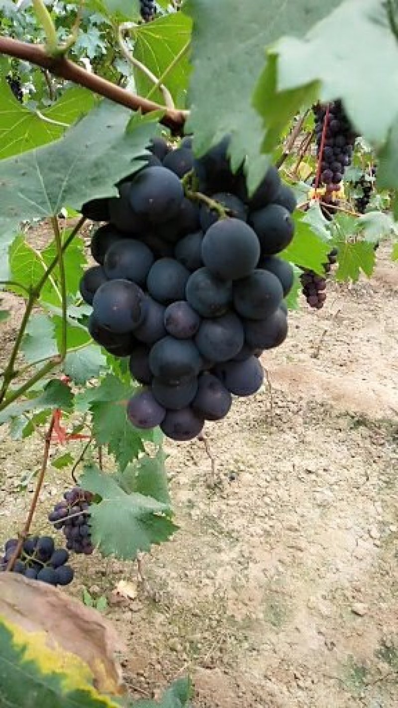 蜜光宝光葡萄(粒子大，糖度高，口感好，有浓郁的草莓香味)