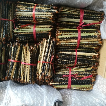 湖北随州红头蜈公药用价值高品质好大中小都有货