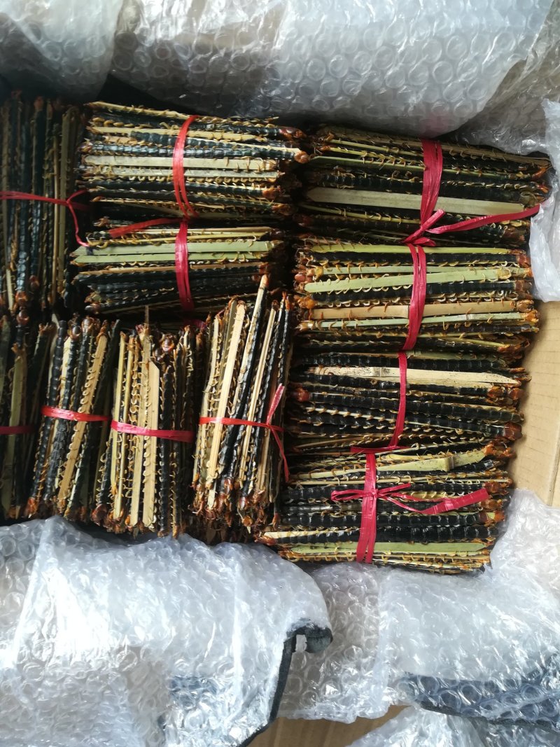 湖北随州红头蜈公药用价值高品质好大中小都有货