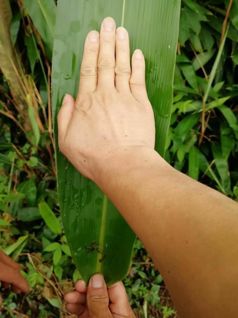 黄山特级粽叶，野生粽叶，通货鲜粽叶，干粽叶。大量上市