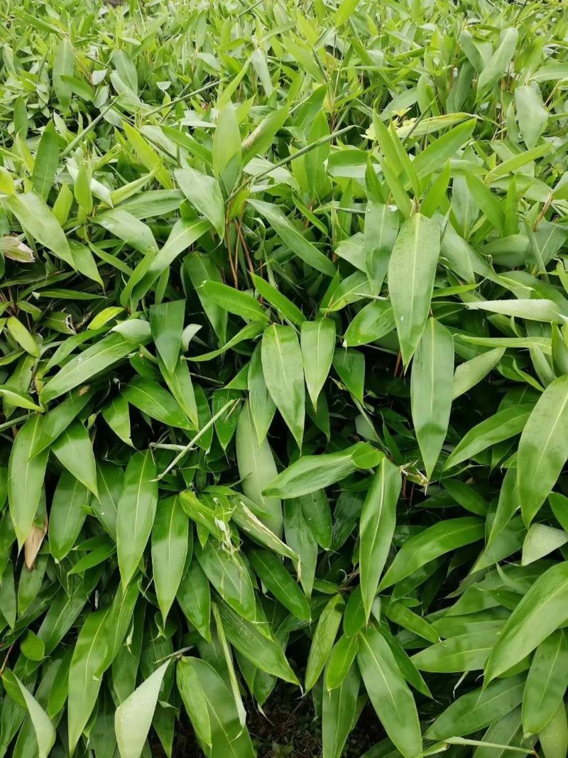 黄山特级粽叶，野生粽叶，通货鲜粽叶，干粽叶。大量上市