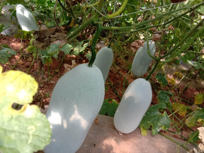 南瓜小香冬瓜