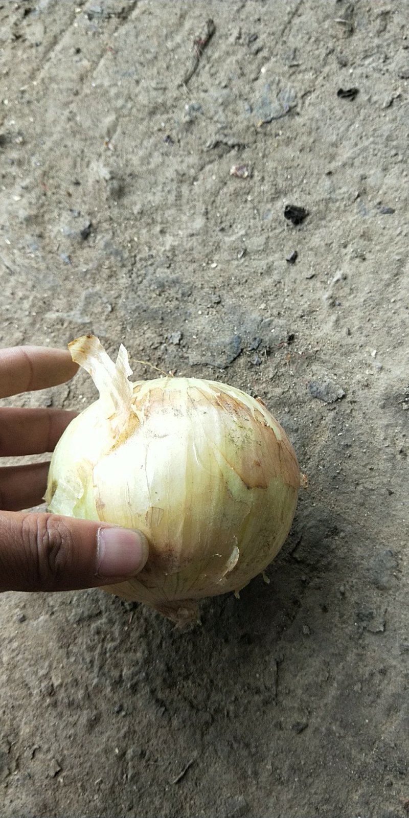 黄皮洋葱