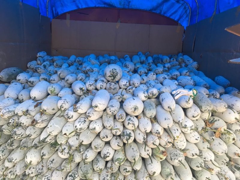 南瓜小香冬瓜