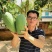 西双版纳金煌芒【自营基地]欢迎各大渠道合作视察