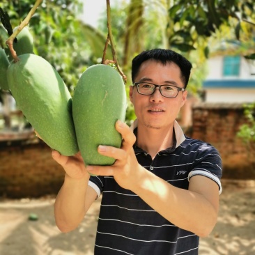 西双版纳金煌芒【自营基地]欢迎各大渠道合作视察