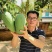 西双版纳金煌芒【自营基地]欢迎各大渠道合作视察