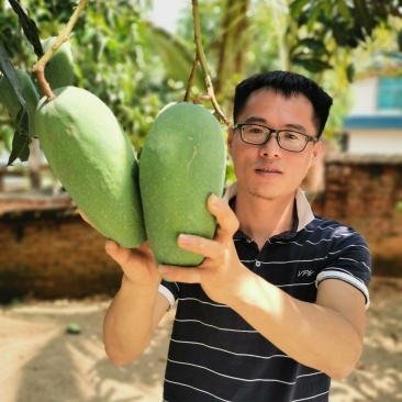西双版纳金煌芒【青皮黄皮】自营基地上市中