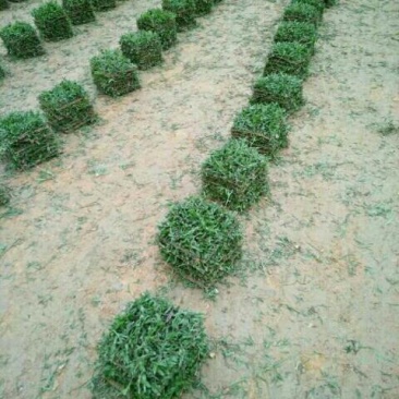 长期供应大叶油草，马尼拉草
