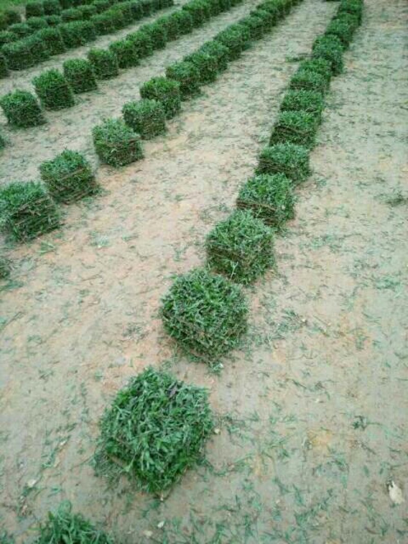 长期供应大叶油草，马尼拉草