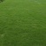 长期供应大叶油草，马尼拉草