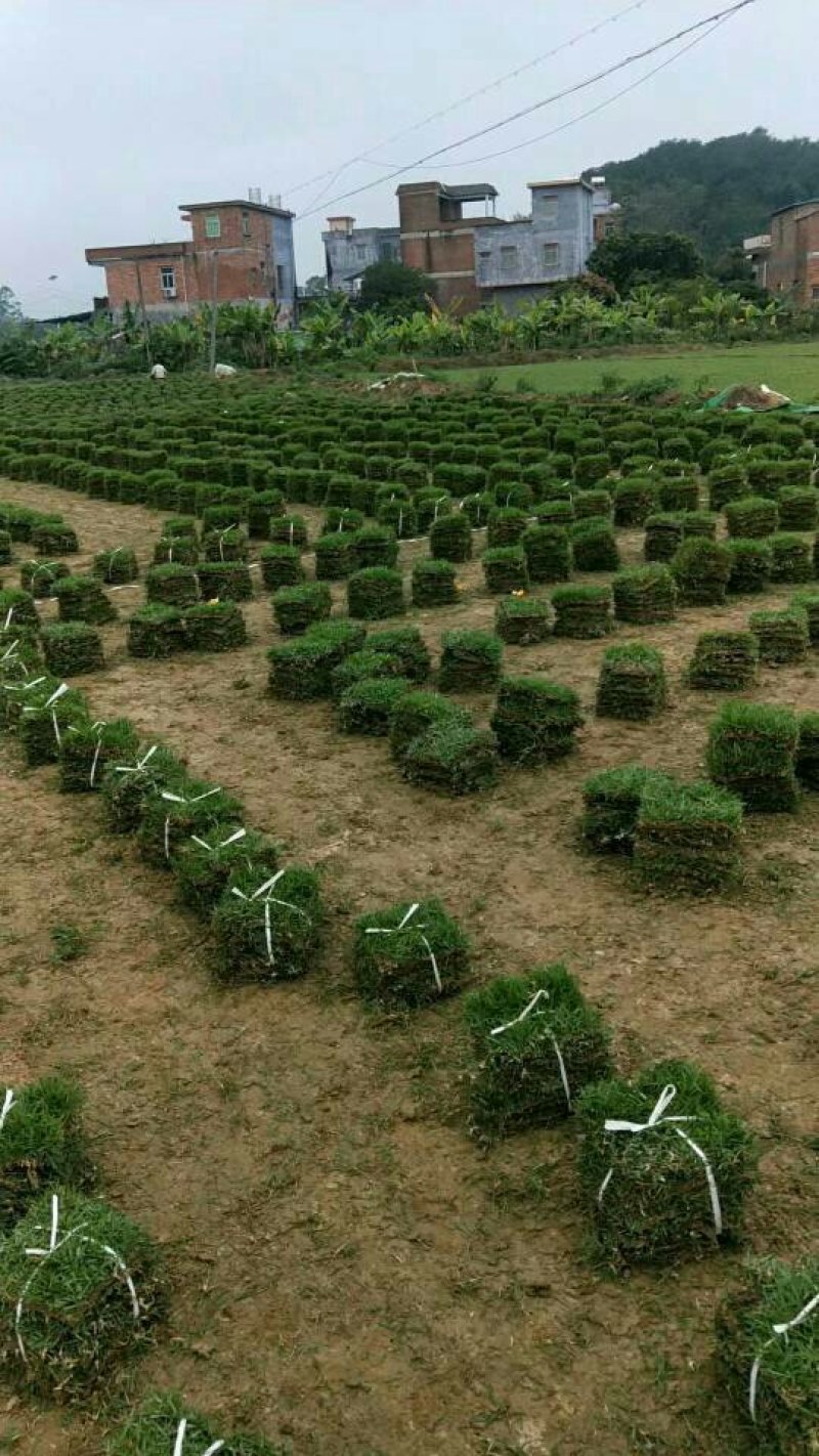 长期供应大叶油草，马尼拉草