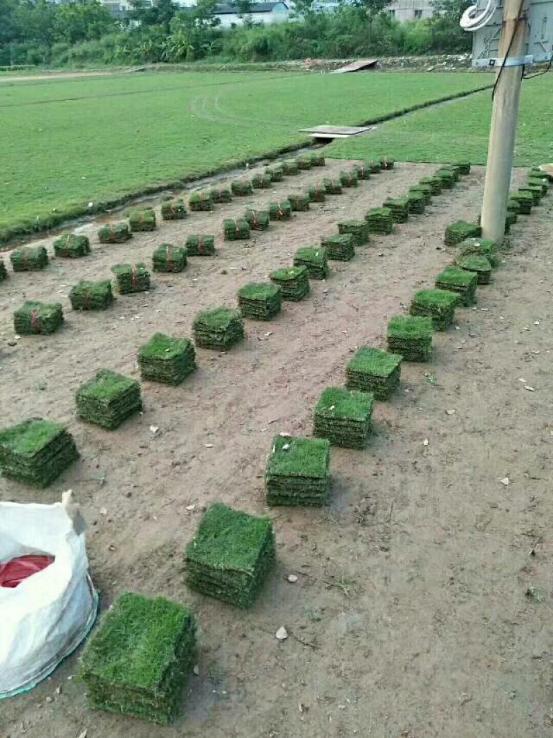 长期供应大叶油草，马尼拉草