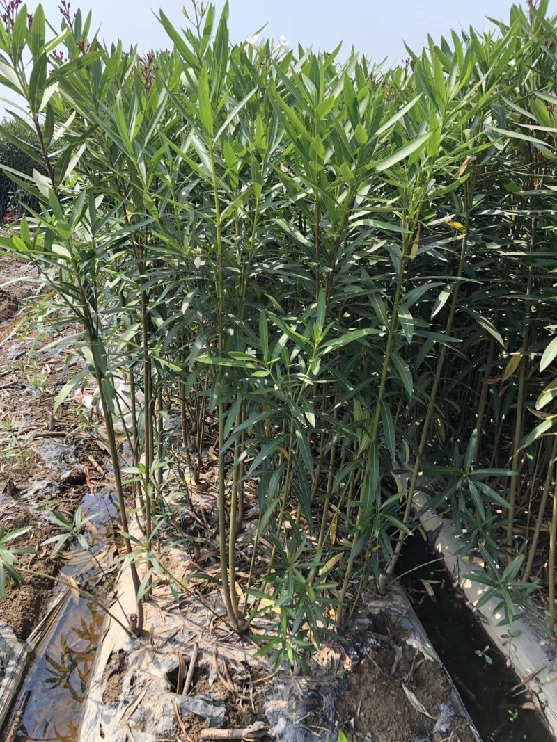 夹竹桃工程绿篱苗红花夹竹桃篱笆苗夹竹桃苗