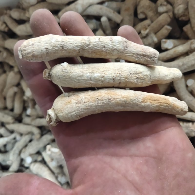 西洋参8/10克左右新货促销活动关书药业