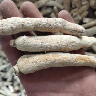 西洋参8/10克左右新货促销活动关书药业