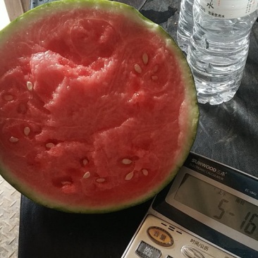 麒麟美都西瓜口感脆甜多汁，薄皮大红瓤，糖度高，大吨位供应
