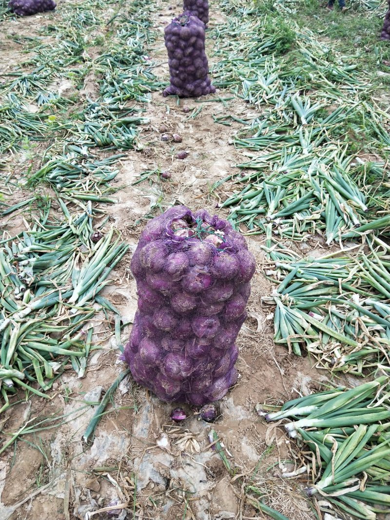 洋葱0.3元左右大量上市，早熟中熟大量上市需要客户联系