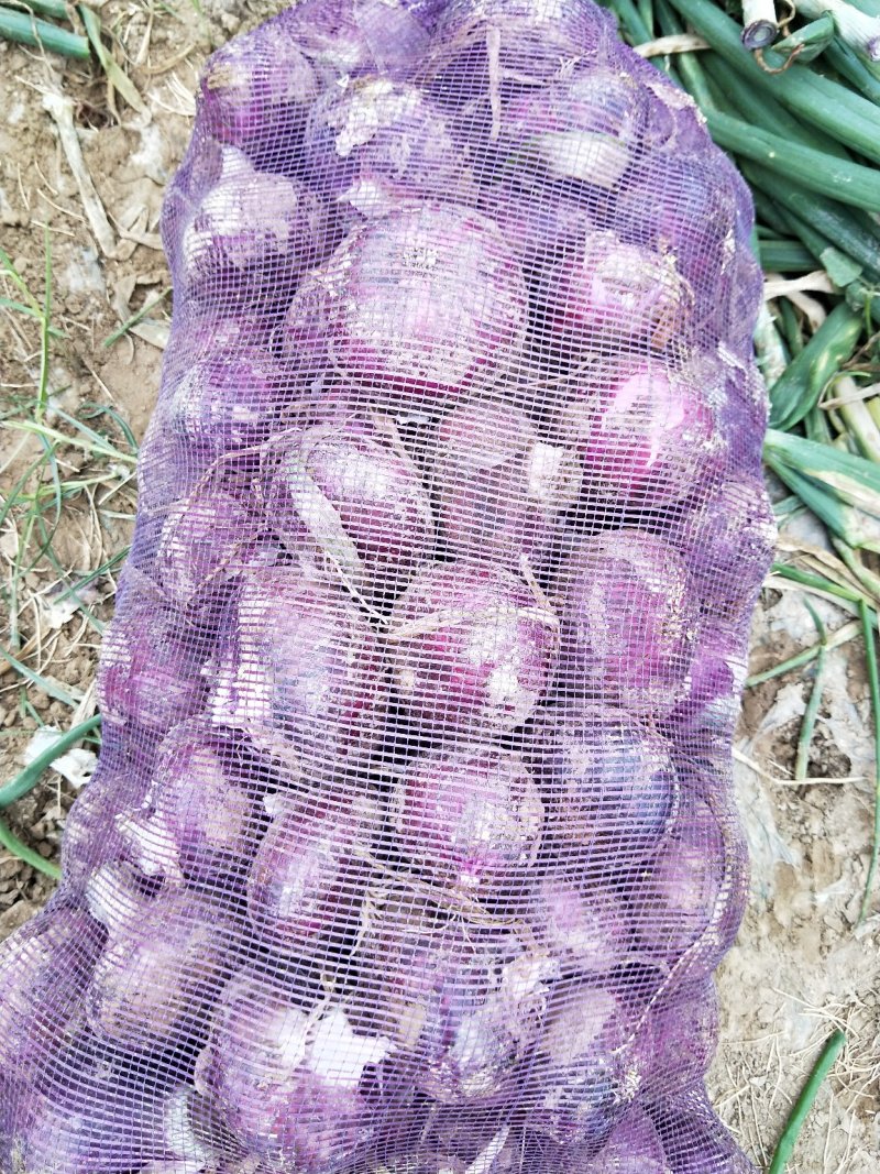 洋葱0.3元左右大量上市，早熟中熟大量上市需要客户联系