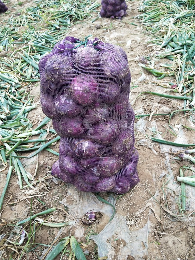 洋葱0.3元左右大量上市，早熟中熟大量上市需要客户联系
