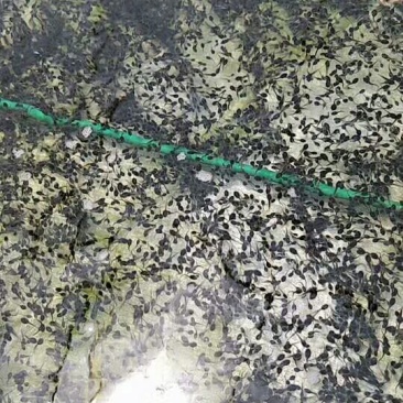 牛蛙苗