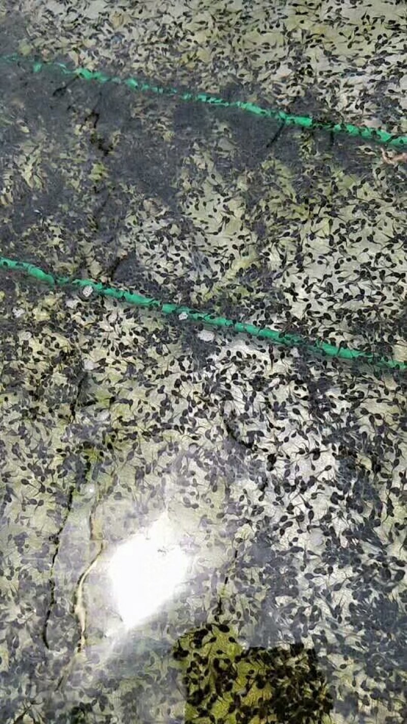 牛蛙苗