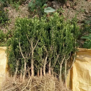 供应雀舌小叶黄杨小苗