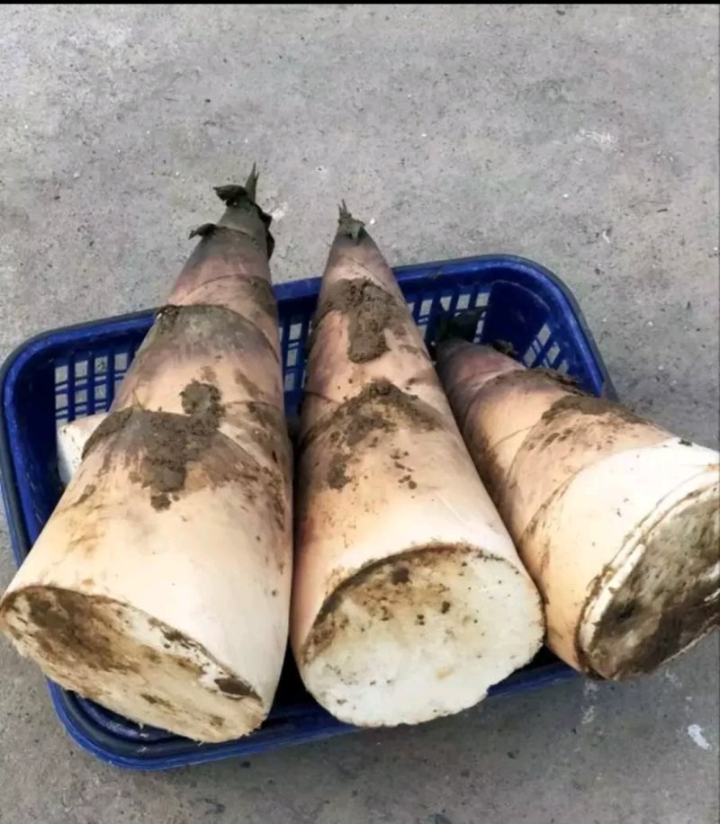 埔田竹笋麻竹笋甜笋竹笋大叶麻竹笋绿竹笋