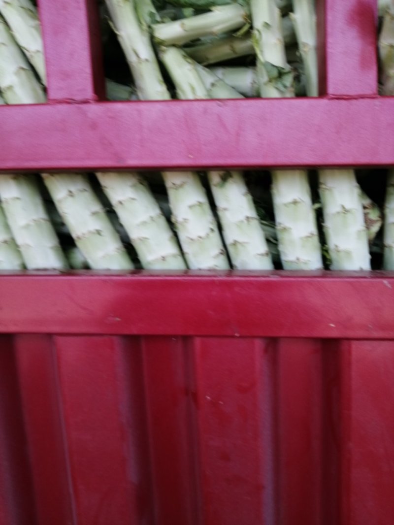 将菜厂专用莴笋干