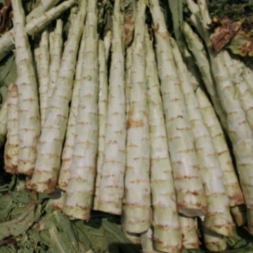 将菜厂专用莴笋干