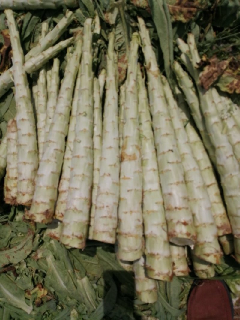 将菜厂专用莴笋干