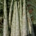 将菜厂专用莴笋干