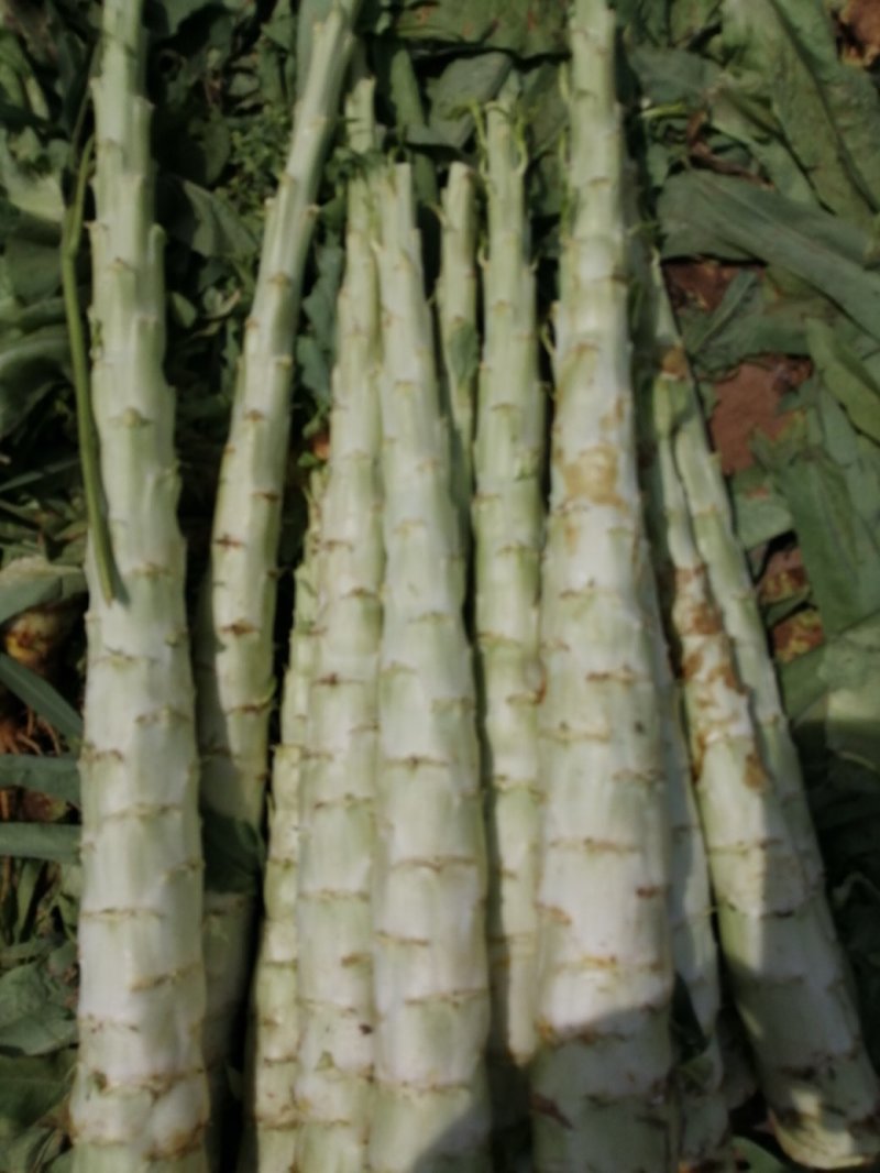 将菜厂专用莴笋干