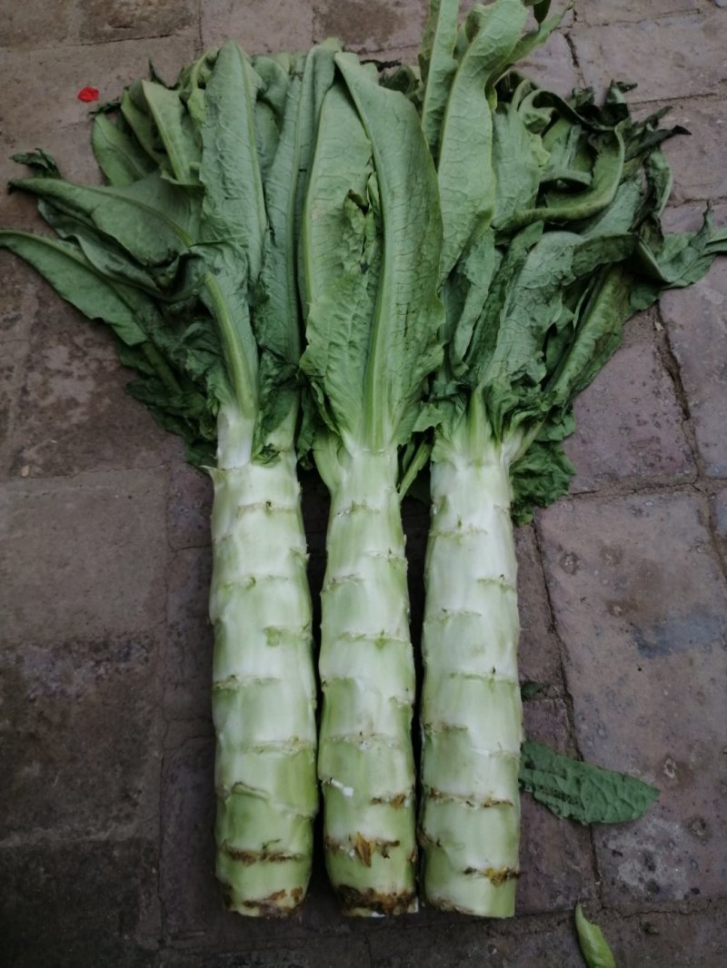 将菜厂专用莴笋干