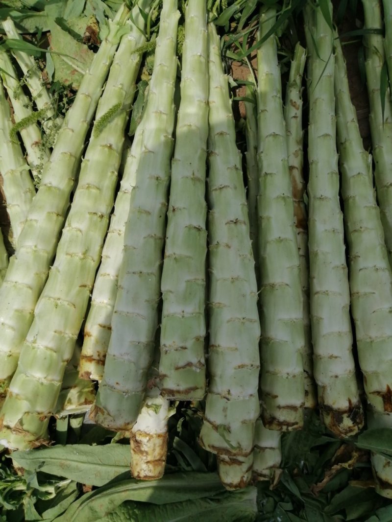 将菜厂专用莴笋干
