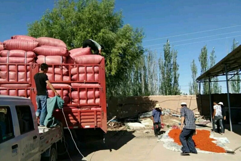 红花产地批发纯干红花绒，甘肃玉门红花大量上市价格便宜