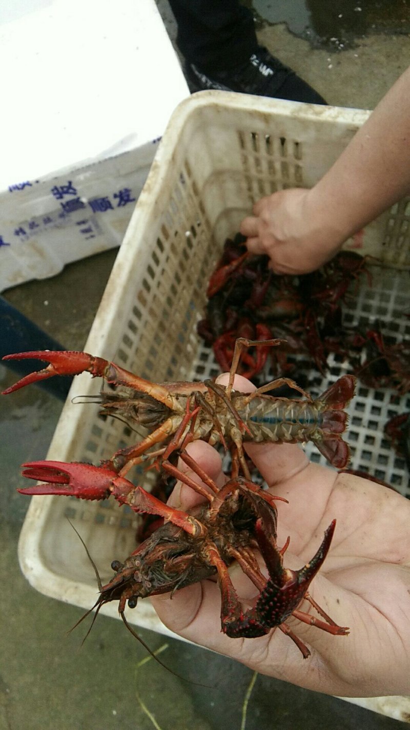 龙虾