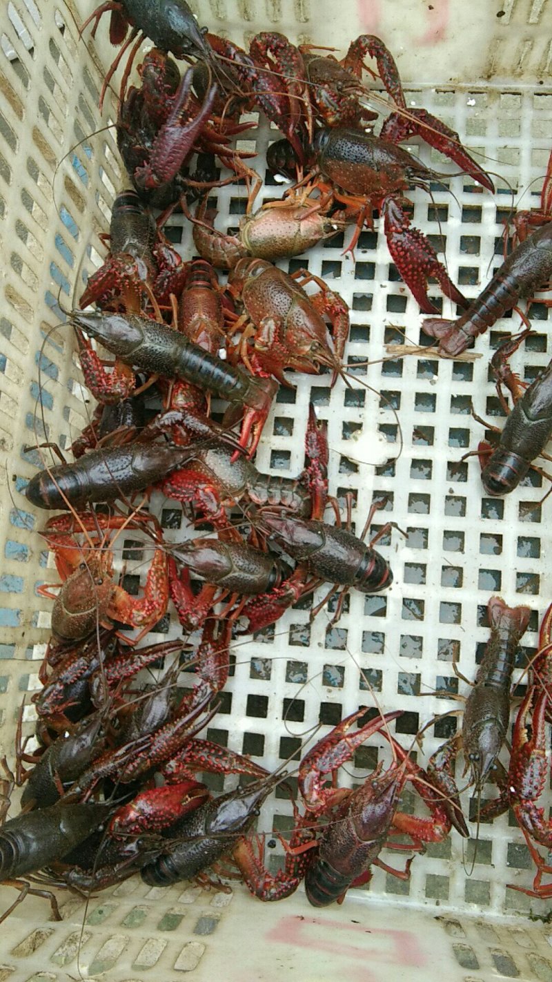 龙虾