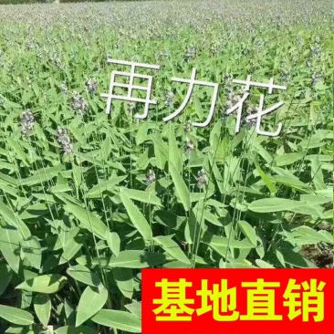 再力花！农户价（数量足，价格优.质量好）欢迎各位老板采购