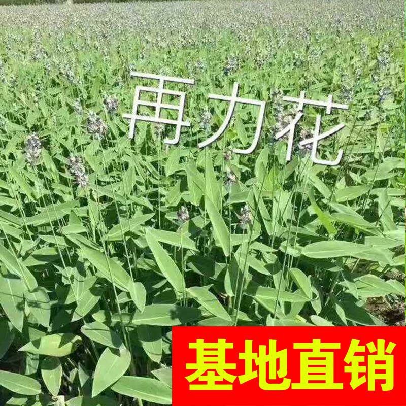 再力花！农户价（数量足，价格优.质量好）欢迎各位老板采购