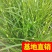 斑叶芒！农户价（数量足，价格优.质量好）欢迎各位老板采购