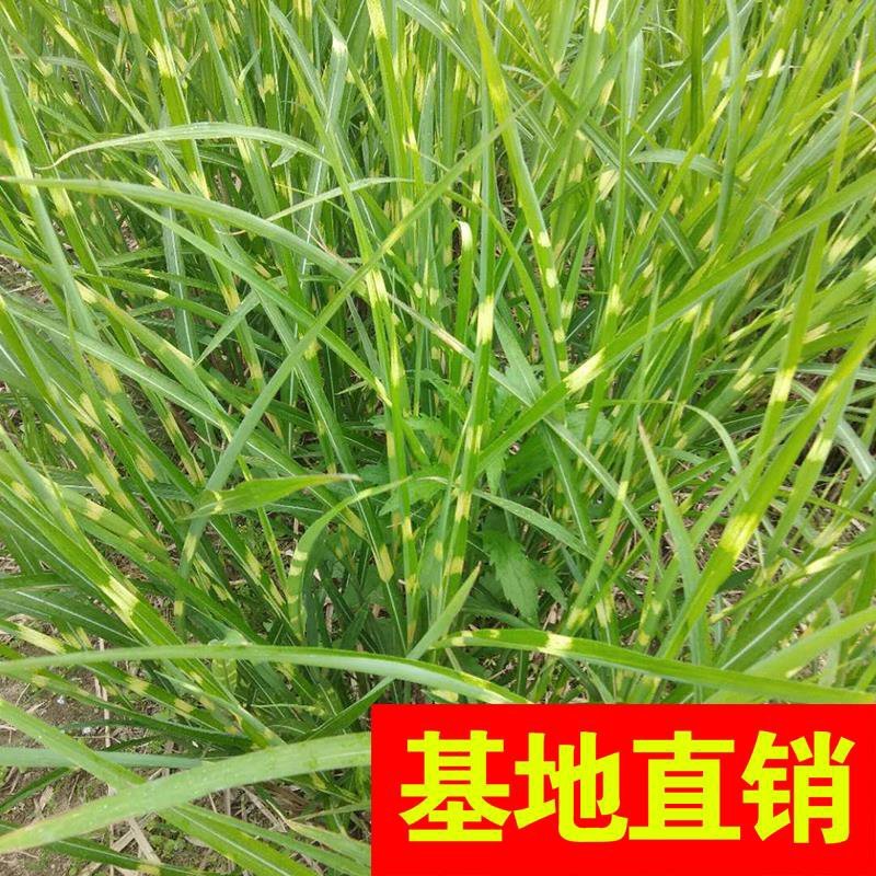 斑叶芒！农户价（数量足，价格优.质量好）欢迎各位老板采购