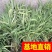 斑叶芒！农户价（数量足，价格优.质量好）欢迎各位老板采购