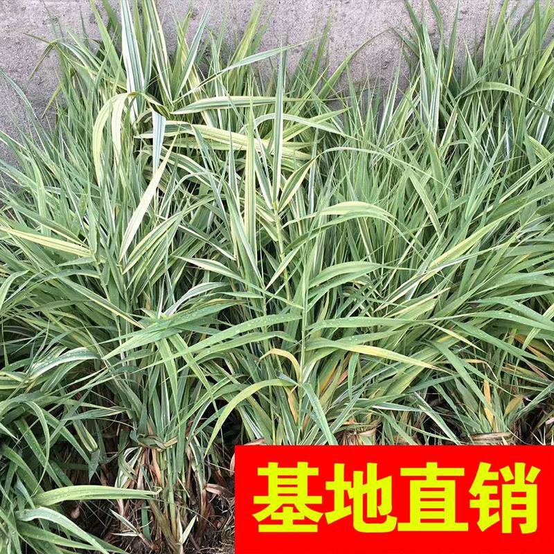 斑叶芒！农户价（数量足，价格优.质量好）欢迎各位老板采购