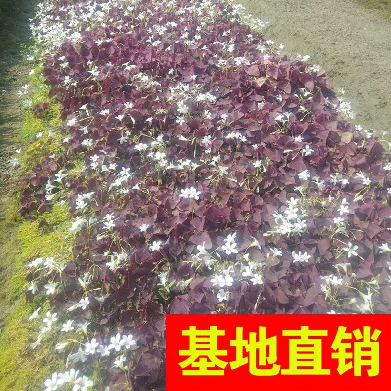 斑叶芒！农户价（数量足，价格优.质量好）欢迎各位老板采购